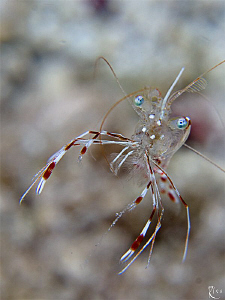 "Ready to rumble". A small ( 1,5 cm. ) cleaner shrimp is ... by Rico Besserdich 